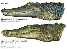 Spotting the Differences Between Alligators and Crocodiles