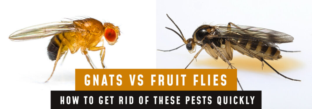 Fruit Flies vs. Gnats: Identify and Control