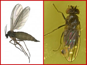 The Difference Between Fungus Gnats and Fruit Flies