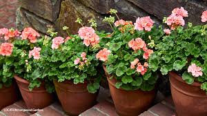 Zonal Geraniums: A Garden Favorite with Timeless Appeal