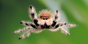 Average Lifespan of Jumping Spiders