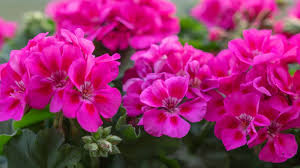 5 Reasons to Love Zonal Geraniums